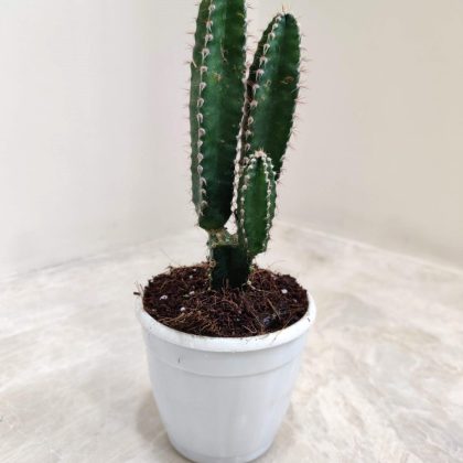 Cereus Repandus Cactus 7 cm pot