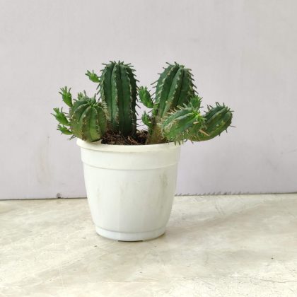 Cereus and Euphorbia 7 cm pot