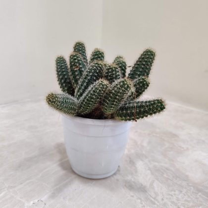 Chamaecereus Silvestrii Cactus 7 cm pot