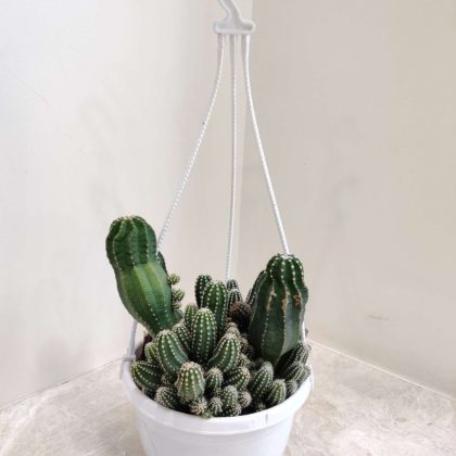 Chamaecereus Silvestrii Cactus Hanging 17 cm pot