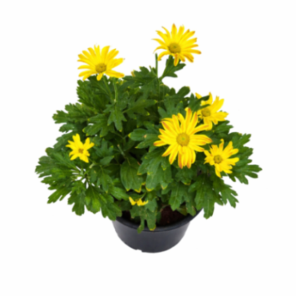 Chrysanthemum (Shewanti) 12 cm pot