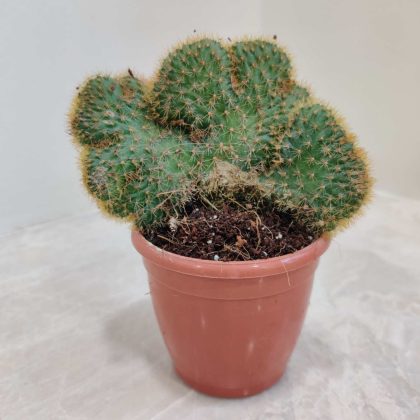 Cleistocactus Winteri 'Cristata' 8.5 cm pot