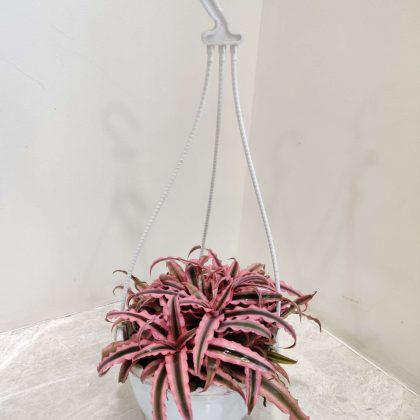 Cryptanthus Pink Hanging 17 cm pot