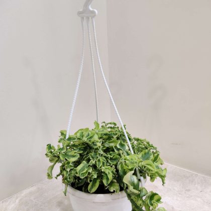 Curly Pedilanthus Hanging 17 cm pot