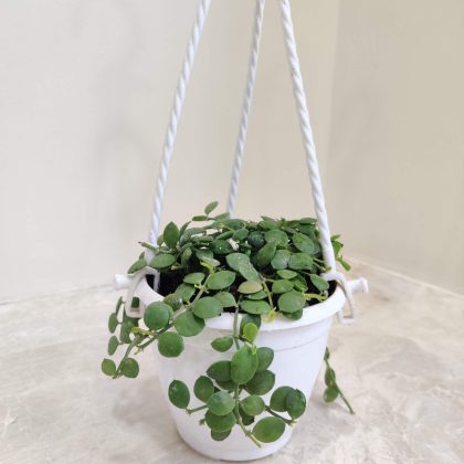 Dischidia Nummularia Hanging12 cm pot