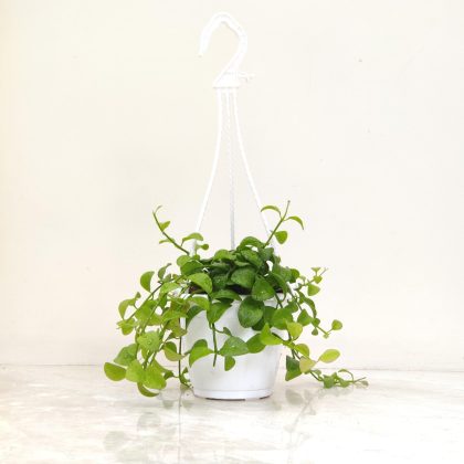 Dischidia Oiantha Green Hanging Plant 12 cm pot