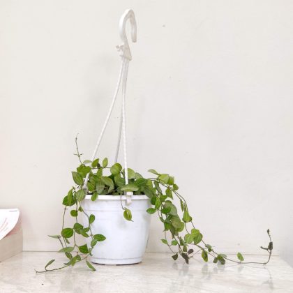 Dischidia Ovata Hanging 12 cm pot