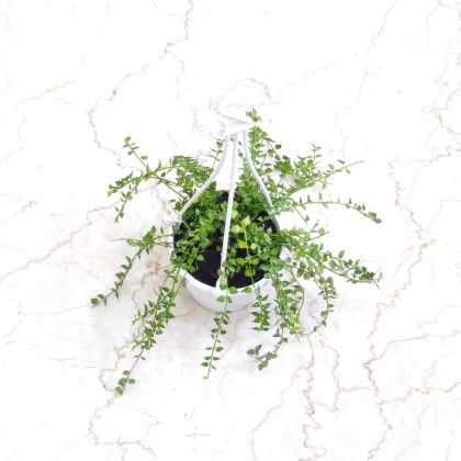 Dischidia Ruscifolia Hanging 12 cm pot