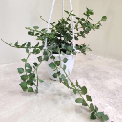 Dischidia Ruscifolia Hearts Green Hanging 12 cm pot