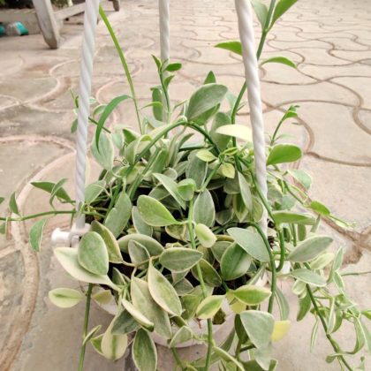 Dischidia Varigated With Hanging 12 cm pot