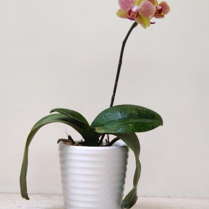 Doritaenopsis Orchid Flower Plant In Ceramic Pot