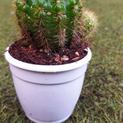 Echinopsis Calochlora 7 cm pot