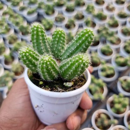 Echinopsis Chamaecereus 7 cm pot