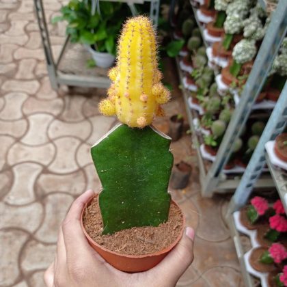 Echinopsis-Chamaecereus-8.5-cm