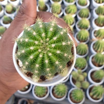 Echinopsis Golden BalI 7 cm pot
