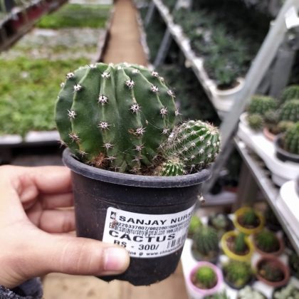 Echinopsis Oxygona Big size 8.5 cm pot