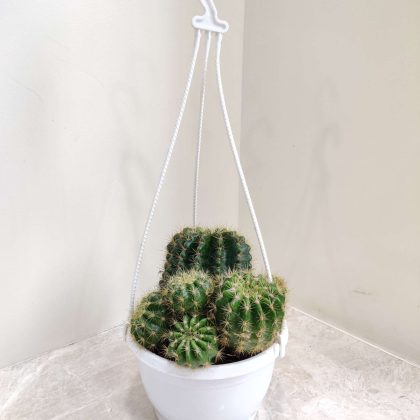 Load more Attachment Details  Echinopsis-Oxygona-Cactus-Hanging-17-cm