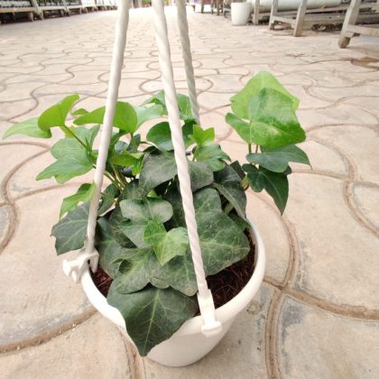 English Ivy Green Hanging Plant 12 cm pot