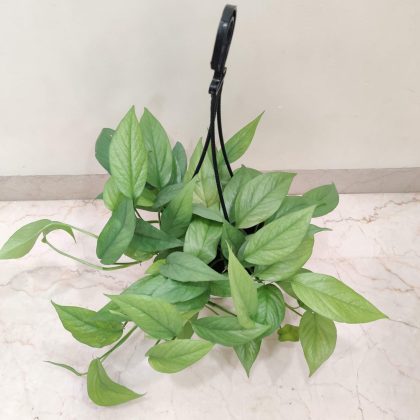 Eplpremnum Cebu Blue Pothe 17 cm pot