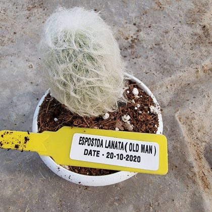 Espostoa Lanata ( Old Man ) 7 cm Pot