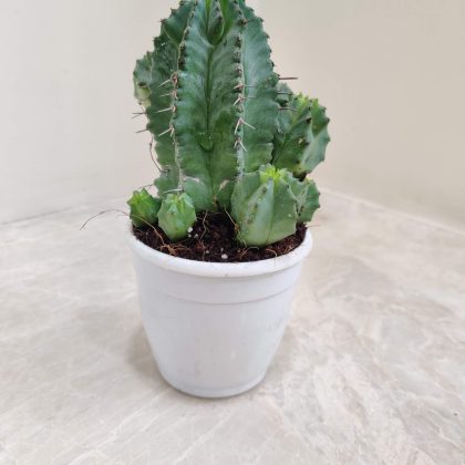 Euphorbia Anopolia 7 cm pot
