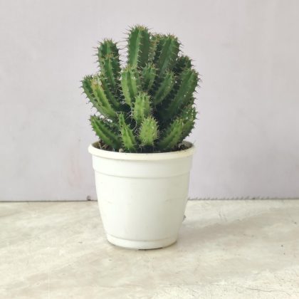 Euphorbia Horrida Cactus 7 cm pot
