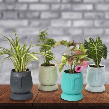 Face Kraft  (Self Watering System)