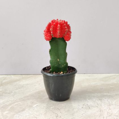 Ferocactus Horridus 8.5 cm pot.002