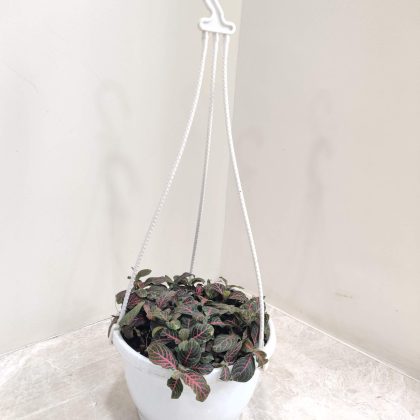 Fittonia Hangining 17 cm pot