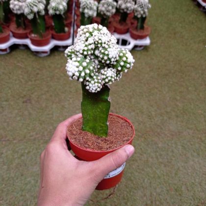 Grafted Cactus 8.5 cm pot