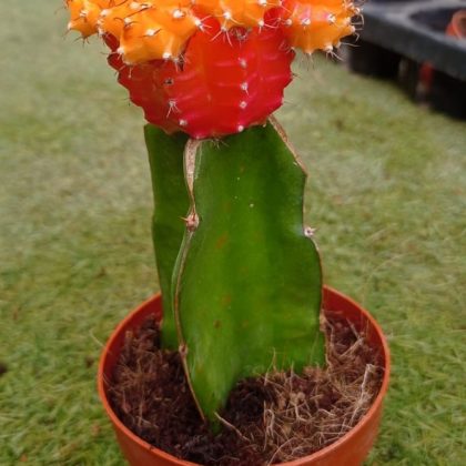 Grafted Orange and Yellow Cactus 8.5 cm pot