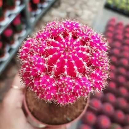 Grafted Pink Cactus 8.5 cm pot