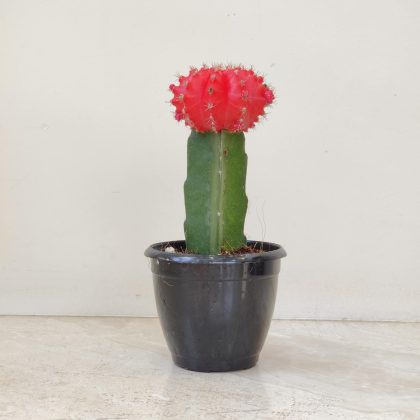 Grafted Red Cactus 8.5 cm pot