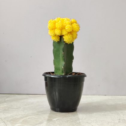 Grafted Yellow Cactus 8.5 cm pot