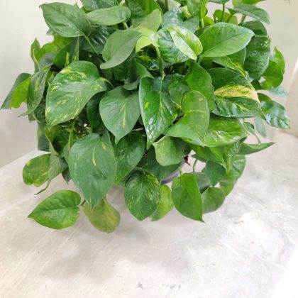 Green Money Plant Hanging 17 cm pot