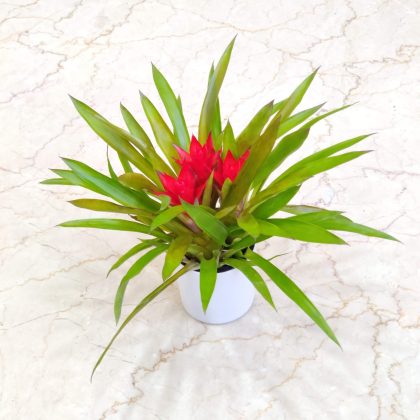 Guzmania 10 cm Pot