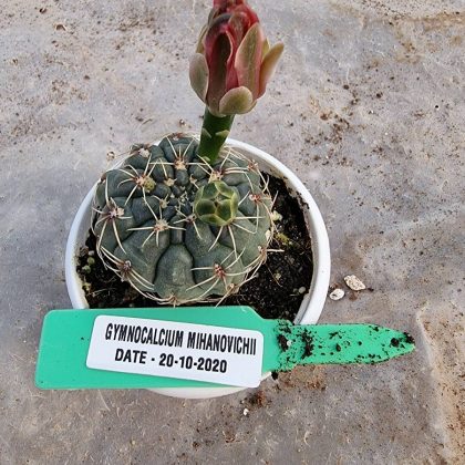 Gymnocalcium Mihanovichi 7 cm pot