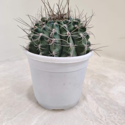 Gymnocalycium Mihanovichi 10 cm pot