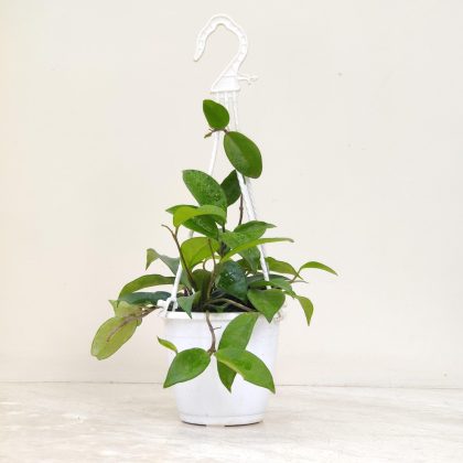 Hoya Carnosa Krimson Green Hanging Plant 12 cm pot