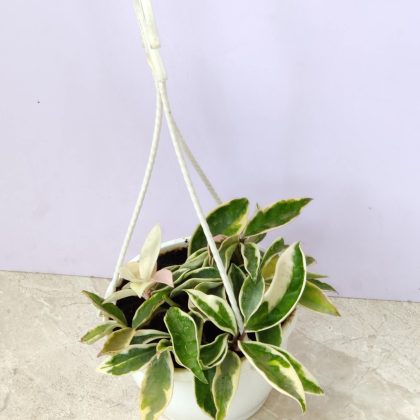 Hoya Carnosa Krimson Queen Hanging 15 cm pot