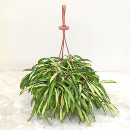 Hoya Kentiana Varigated 15 cm pot