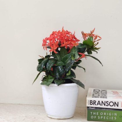 Ixora (All mix colours available) 12 cm pot