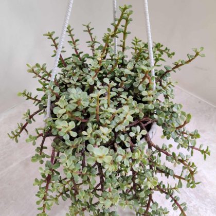 Jade Plant Variegated 15 cm White Hanging pot