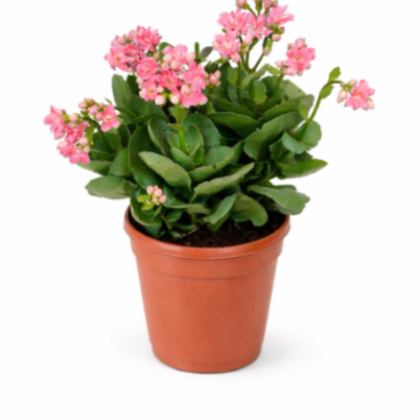 Kalanchoe Pink Plant 12 cm pot