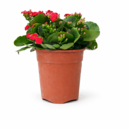 Kalanchoe Red Plant 12 cm pot