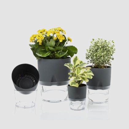 Lobello (Self Watering System)