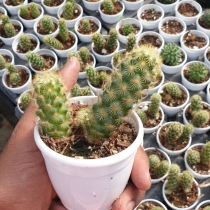 Mamillaria Elongata Lemon 7 cm pot