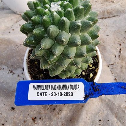 Mammilaria Magnimamma Toluca 8.5 cm Pot