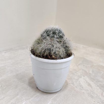 Mammilaria Plumosa 7 cm pot