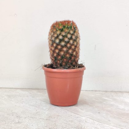 Mammillaria Carmenae 7 cm pot